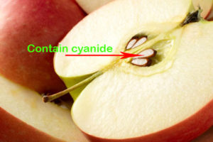Apple seed contain cyanide