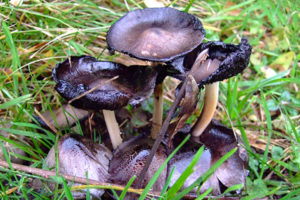 Wild Mushroom 